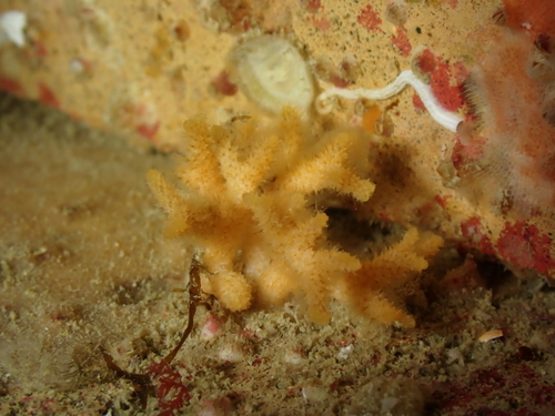 Representative image of Omalosecosa