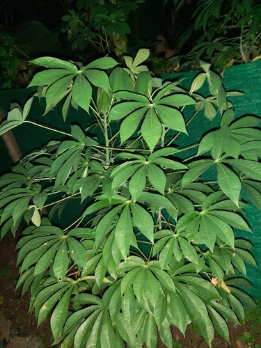 Cassava