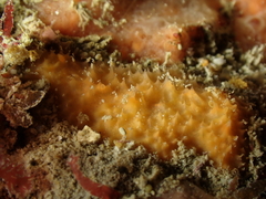 Halicnemia patera