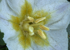Leucophysalis nana