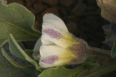 Leucophysalis nana