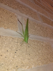 Neoconocephalus retusus