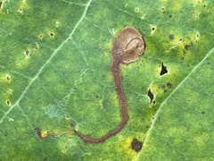 Ectoedemia clemensella