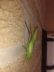 Neoconocephalus retusus