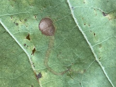 Ectoedemia clemensella