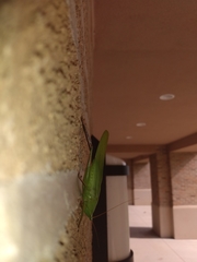 Neoconocephalus retusus