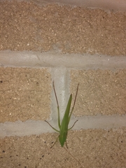 Neoconocephalus retusus