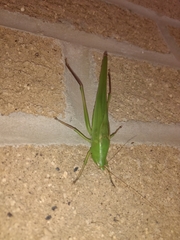 Neoconocephalus retusus