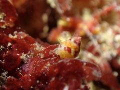 Tricolia pullus