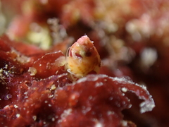 Tricolia pullus