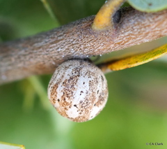 Kermesidae