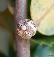 Kermesidae