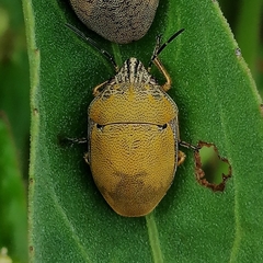 Orsilochides leucoptera