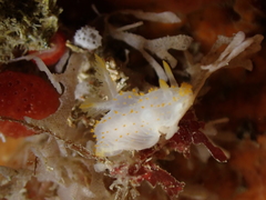 Crimora papillata