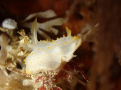 Crimora papillata