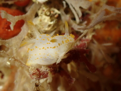 Crimora papillata
