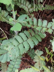Adiantum cunninghamii