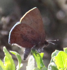 Callophrys augustinus iroides