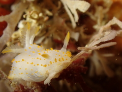 Crimora papillata