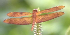 Neurothemis fulvia