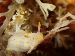 Crimora papillata