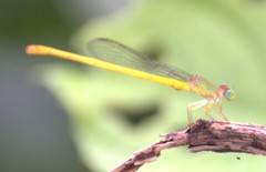 Ceriagrion coromandelianum