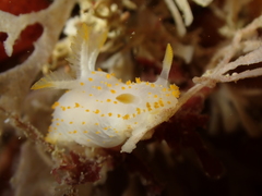 Crimora papillata