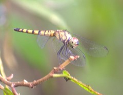 Brachydiplax farinosa