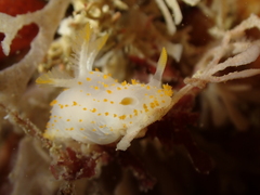 Crimora papillata