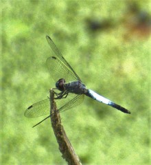 Brachydiplax farinosa