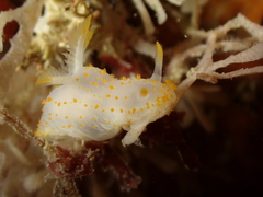 Crimora papillata