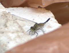 Acisoma panorpoides