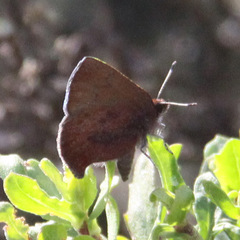 Callophrys augustinus iroides
