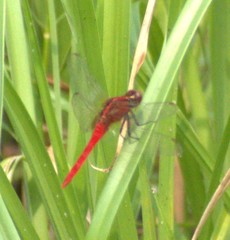 Rhodothemis rufa
