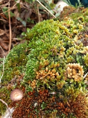 Hymenophyllum armstrongii