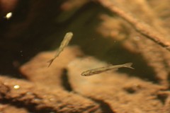 Pseudochondrostoma duriense