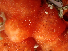 Polysyncraton lacazei