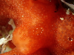 Polysyncraton lacazei