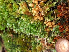 Hymenophyllum armstrongii