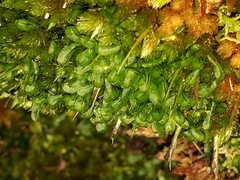 Hymenophyllum armstrongii