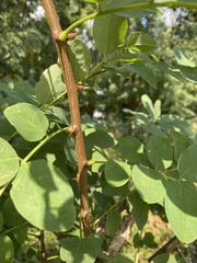 Robinia pseudoacacia