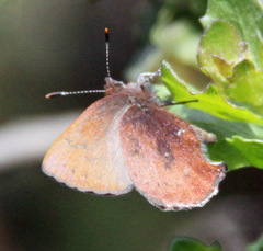 Callophrys augustinus iroides