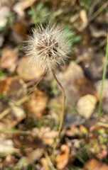 Scorzoneroides autumnalis