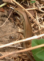 Trachylepis depressa