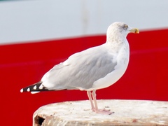 Larus argentatus