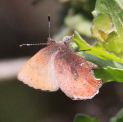 Callophrys augustinus iroides