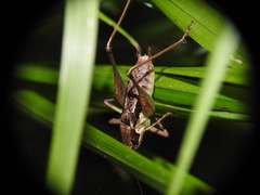 Pachytrachis gracilis