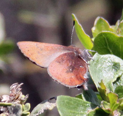 Callophrys augustinus iroides