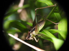 Pachytrachis gracilis