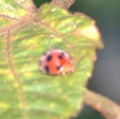 Coccinellidae